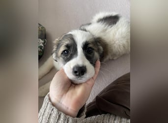 BELLA - sucht ihr Für-immer-Zuhause