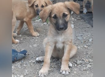 FINN - ist bereit für Abenteuer