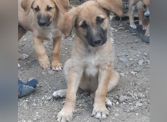 FINN - ist bereit für Abenteuer