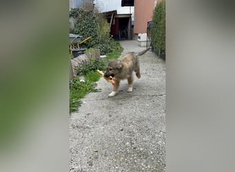 MARTHA - liebevolles Hundemädchen