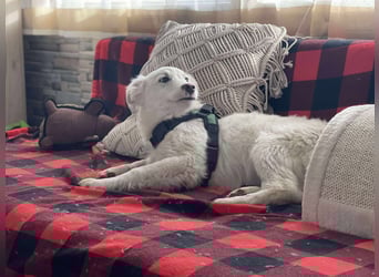 ZACK - liebevoller Hundebub