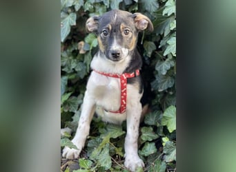 MELODY - Traumzuhause gesucht