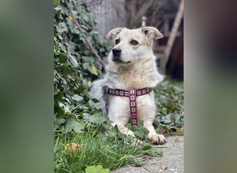 MAYA - sucht ihre Menschen