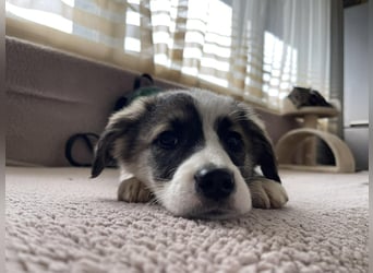 BELLA - sucht ihr Für-immer-Zuhause