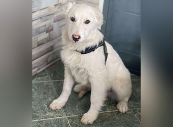 ZACK - liebevoller Hundebub