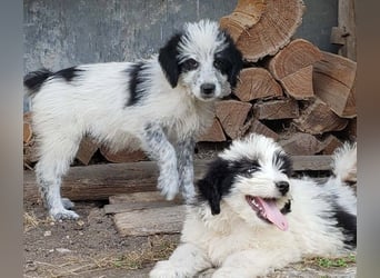 LOTTE - Traumzuhause gesucht