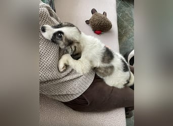 BELLA - sucht ihr Für-immer-Zuhause