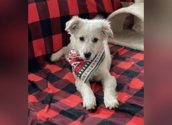 FLINT - Zuckerbub sucht seine Menschen