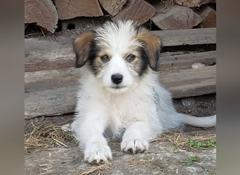 HEIDI - liebevolles Hundekind