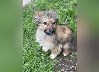 MARTHA - liebevolles Hundemädchen