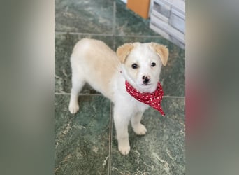 PRESTON - Zuckerbub sucht seine Menschen *reserviert*