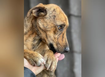 MOLLY - aufgewecktes Hundemädchen