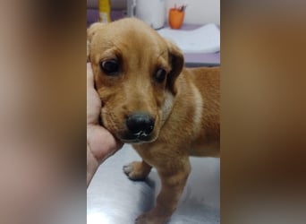LOKI - kleiner Zuckerschatz sucht seine Menschen