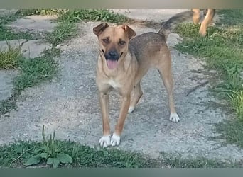 GOOFY - verspieltes Hundekind