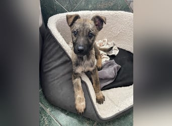 MAXI - liebevoller Hundebub