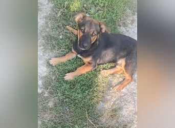 GOOFY - verspieltes Hundekind
