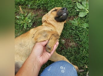 BELLA - freundliches Zuckermädchen