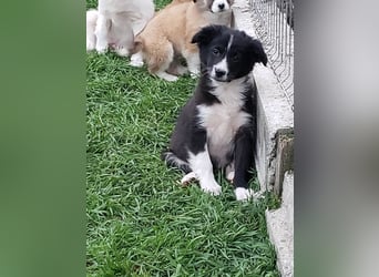 AGATHA - sucht ihr Für-immer-Zuhause