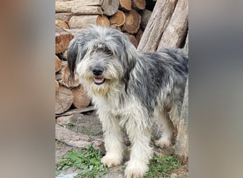 XENA - süßes Zottelmädchen