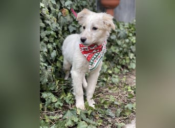 FLINT - Zuckerbub sucht seine Menschen