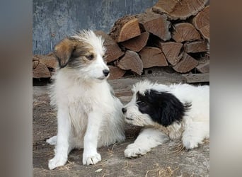 HEIDI - liebevolles Hundekind