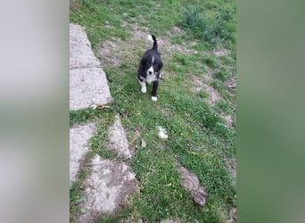 AGATHA - sucht ihr Für-immer-Zuhause