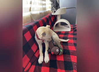 MELISSA - Zuhause gesucht