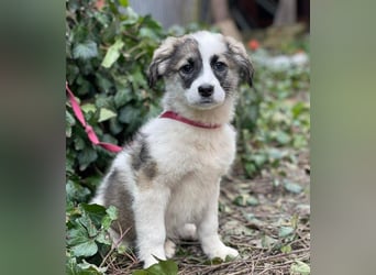 BELLA - sucht ihr Für-immer-Zuhause