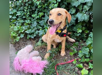 AMBER - tolles Hundemädchen
