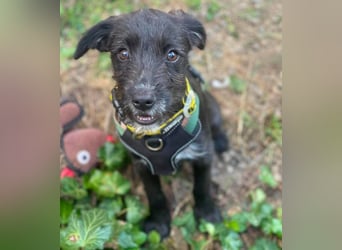 MILLIE - liebevolles Hundemädchen sucht ihr Zuhause