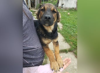 GOOFY - verspieltes Hundekind