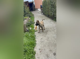 MAXI - liebevoller Hundebub