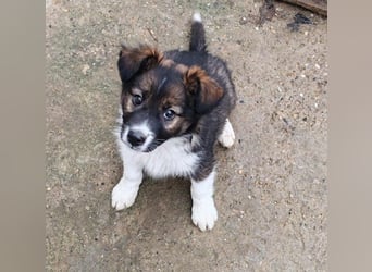 ZANNY - sanfte Seele sucht ein Zuhause *reserviert*