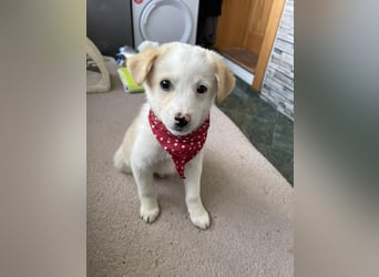 PRESTON - Zuckerbub sucht seine Menschen *reserviert*