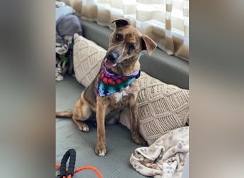 MOLLY - aufgewecktes Hundemädchen