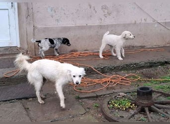 SADIE - Traumzuhause gesucht