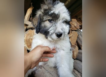 XENA - süßes Zottelmädchen