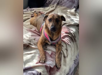 MOLLY - aufgewecktes Hundemädchen