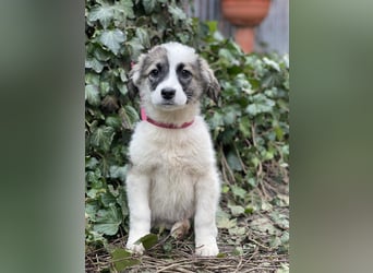 BELLA - sucht ihr Für-immer-Zuhause