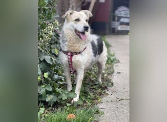 MAYA - sucht ihre Menschen