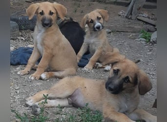 FRIEDA - Traumzuhause gesucht
