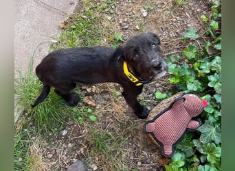 MILLIE - liebevolles Hundemädchen sucht ihr Zuhause