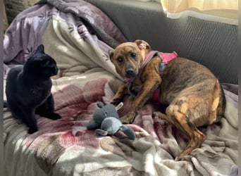 MOLLY - aufgewecktes Hundemädchen