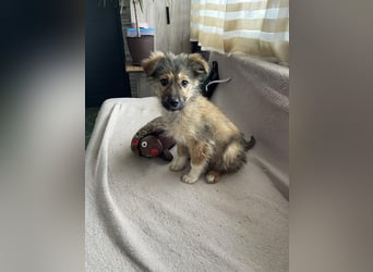 MARTHA - liebevolles Hundemädchen