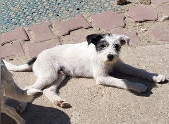 CHUCKY - Frohnatur sucht seine Menschen