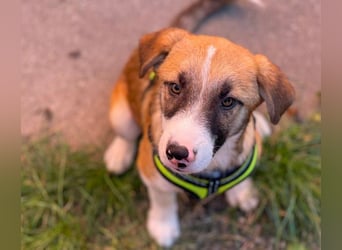 KOA - Traumzuhause gesucht