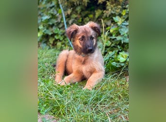 BEAR - sucht ihr Für-immer-Zuhause