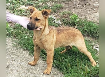 BELLA - freundliches Zuckermädchen