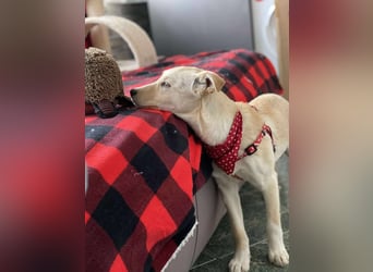 MELISSA - Zuhause gesucht