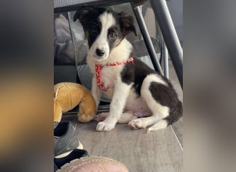 PATCH - Zuckerbub sucht seine Menschen